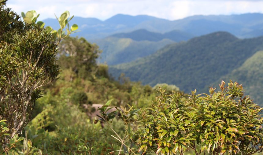 Sabe como se salva uma Floresta?