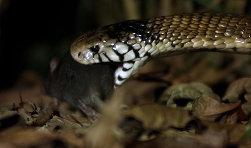 Vida Natural: “Velocidade mortal - Submundo obscuro”