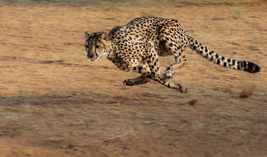 Vida Natural: “Velocidade mortal - Savana”