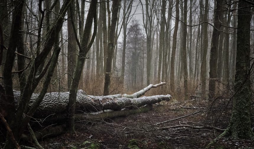 Que futuro para a Floresta em Portugal?