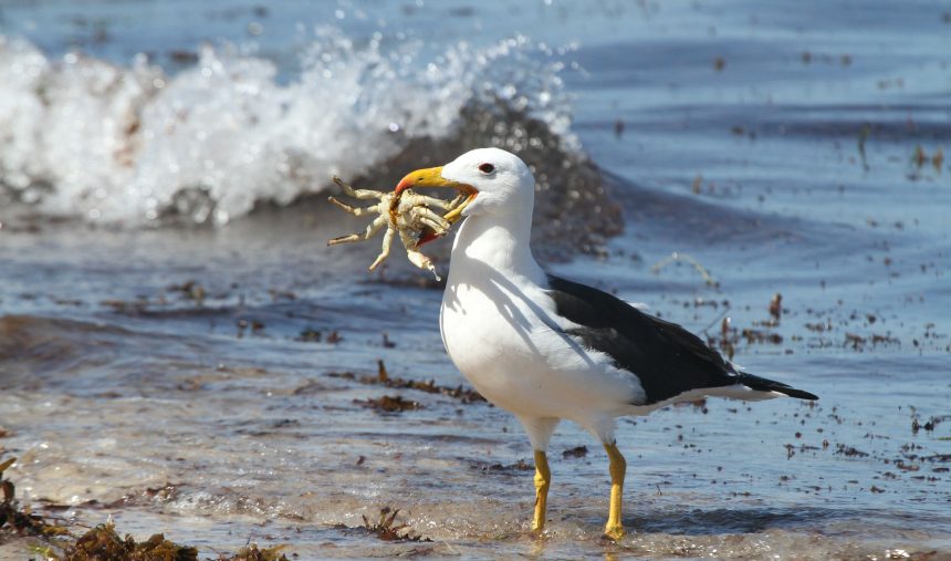 Vida Natural: “Velocidade mortal - Oceano”