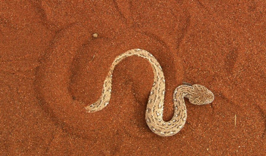 Vida Natural: “Velocidade mortal - Deserto”