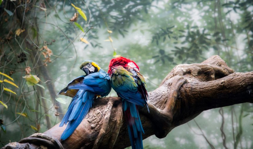 Vida Natural: “Amazónia - Uma Floresta, Vários Mundos