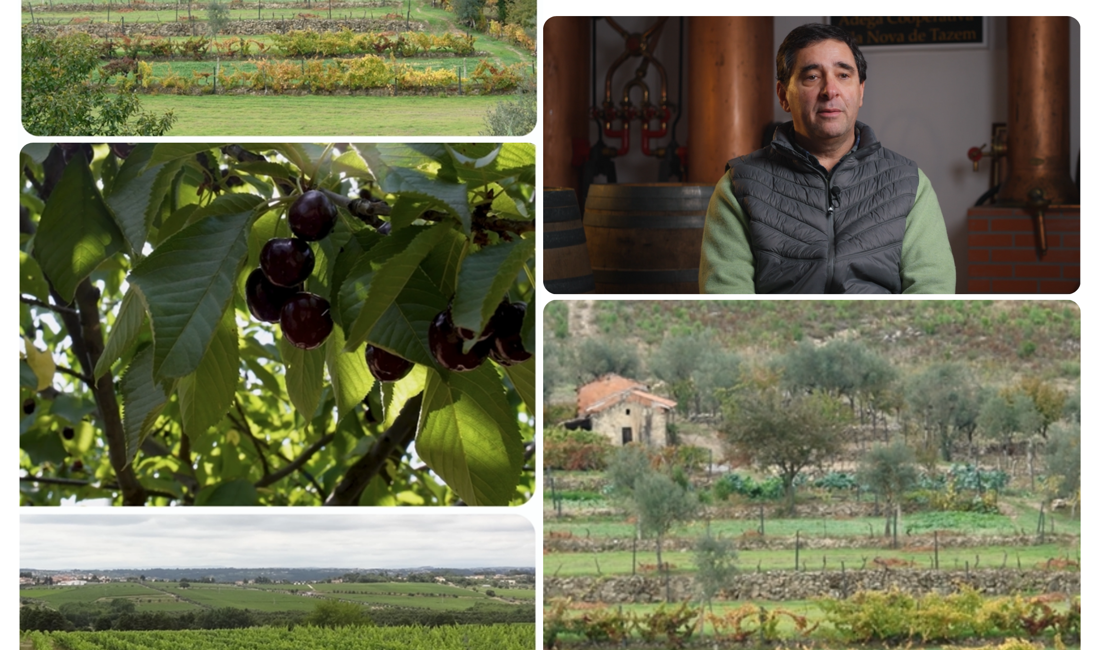 Promove Valoriza&ccedil;&atilde;o das Vinhas e dos Vinhos Tradicionais da Sub-Regi&atilde;o da Serra da Estrela